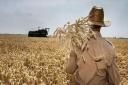 پیش بینی برداشت بیش از ۷۵۰ تن گندم از مزارع شهرستان بافق