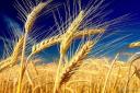 خرید تضمینی گندم در شهرستان خاتم از مرز ۳۵۰۰ تن گذشت