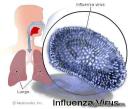 آشنایی با راههای پیشگیری از انتشار بیماری آنفلوآنزا