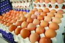 هر تخم مرغ رنگی، محلی نیست!/ تهدید سلامت مردم توسط عده ای سودجو با عرضه تخم مرغ های رنگی فاقد نشان