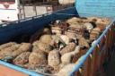 کشف 160 راس گوسفند قاچاق در میبد
