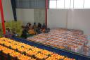 جزئیات تنظیم بازار میوه شب عید/ ذخیره سازی بیش از یک هزار و 400 تن سیب و پرتقال در یزد