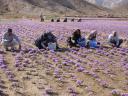 پیش بینی برداشت 20 کیلوگرم زعفران از مزارع ندوشن