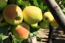 سیب درختی؛ گران ترین میوه این روزهای بازار یزد