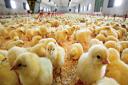 حقیقت شائبه جلوگیری از جوجه ریزی در استان به دلیل آنفولانزای مرغی