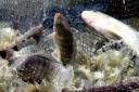 پرورش ماهی تیلاپیا برای اولین بار در میبد صورت می گیرد/ احداث نخستین شهرک پرورش ماهیان زینتی استان یزد در میبد