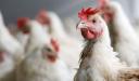 تا کنون موردی از آنفلوآنزای فوق حاد پرندگان در میبد مشاهده نشده است/ ممنوعیت عرضه مرغ زنده در پنج شنبه بازار میبد