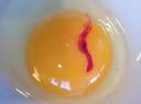 حکم خونی که در تخم مرغ دیده می شود؟