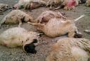 گرگ ها، 61 رأس گوسفند را در ندوشن دريدند