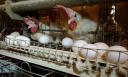 اولین واحد تمام اتوماتیک پرورش مرغ تخم گذار در میبد احداث می شود/ تولید روزانه 2 تن تخم مرغ در شهرستان