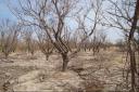 خشکسالی نفس استان یزد را به شماره انداخته است/ خشکسالی و کمبود آب مهم ترین تهدید عرصه های طبیعی و منابع آبی